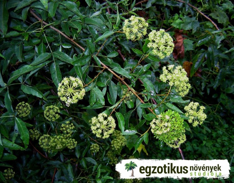 Etióp petrezselyemfa, Heteromorpha arborescens var. abyssinica, etnobotanika